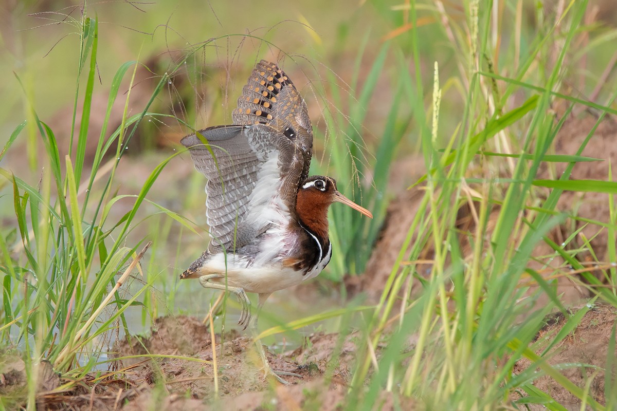 Greater Painted-Snipe - ML369686081