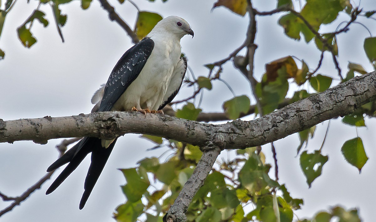 Swallow-tailed Kite - ML369686161