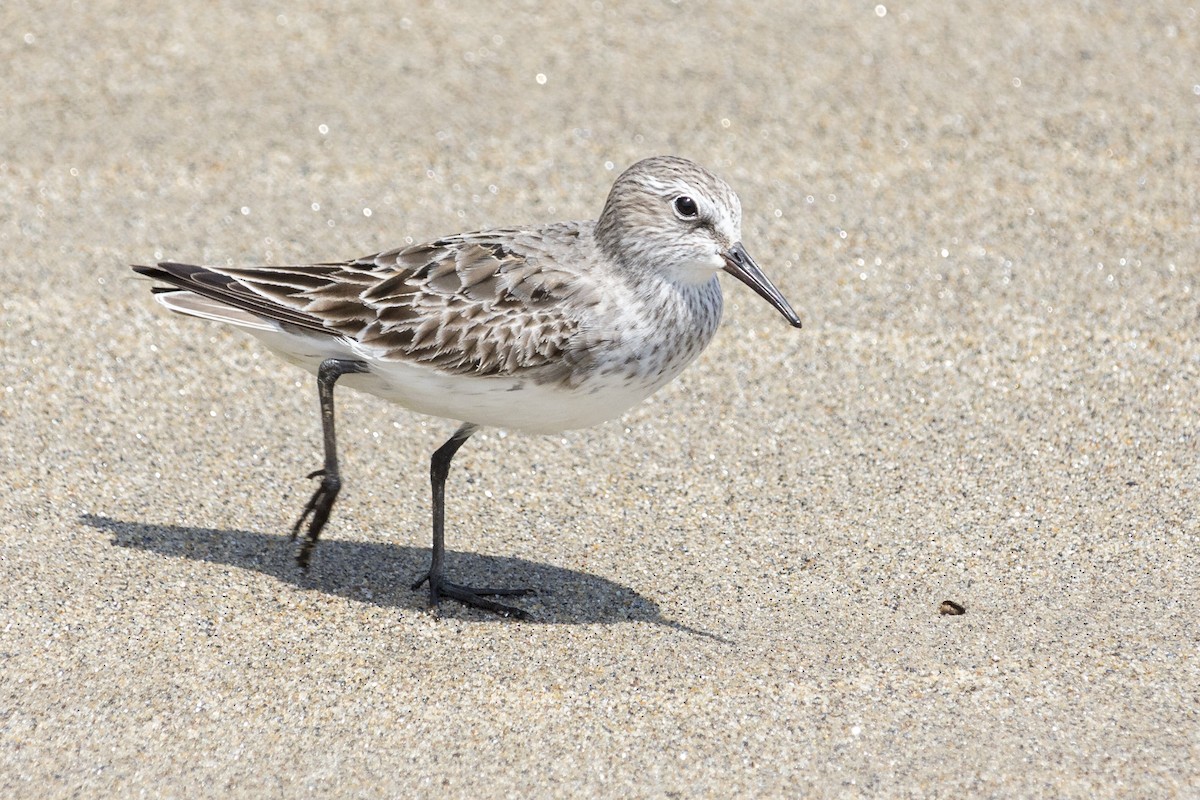 White-rumped Sandpiper - Oswaldo Hernández Sánchez