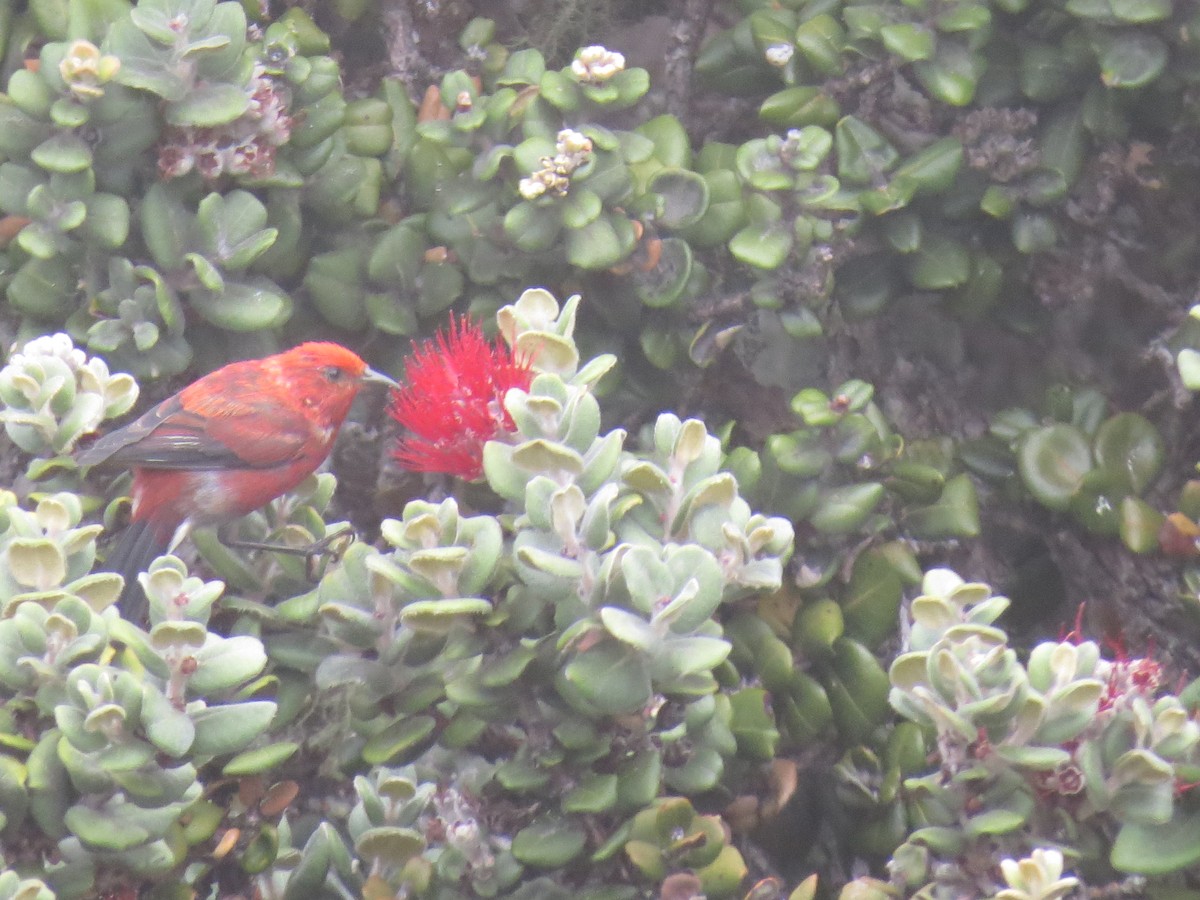 Apapane - ML369686391