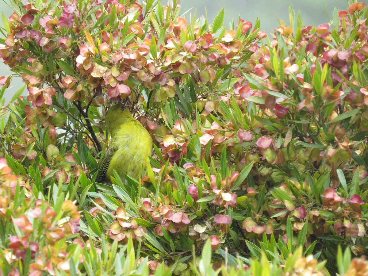 Hawaii Amakihi - ML369686581