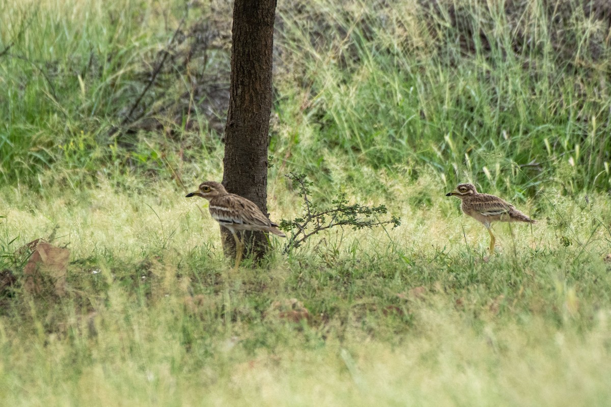 Indian Thick-knee - ML369687111