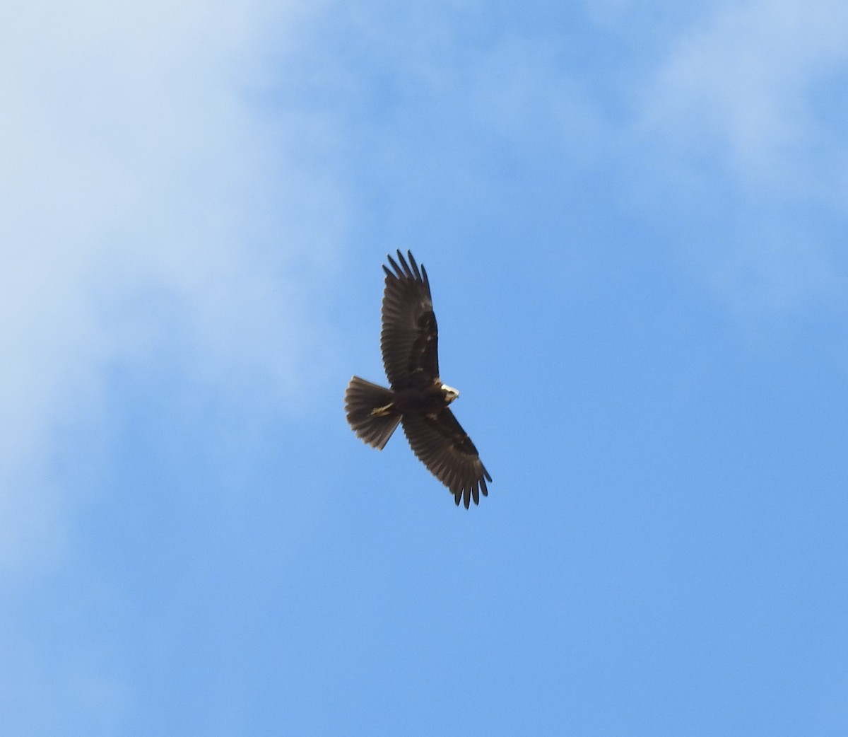 Western Marsh Harrier - ML369687591