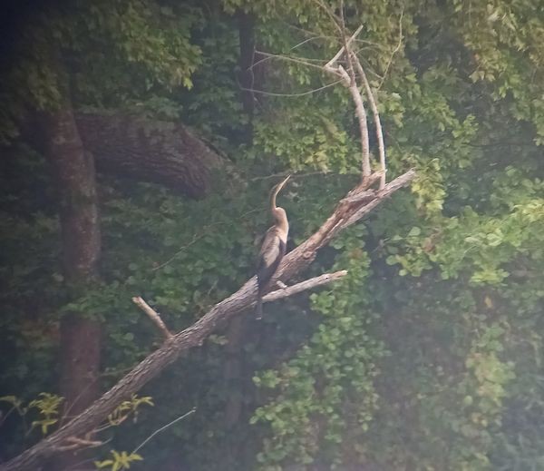 Anhinga - ML369689311