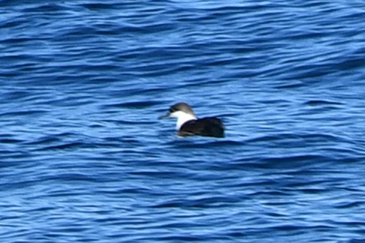 Manx Shearwater - Ethan Whitaker