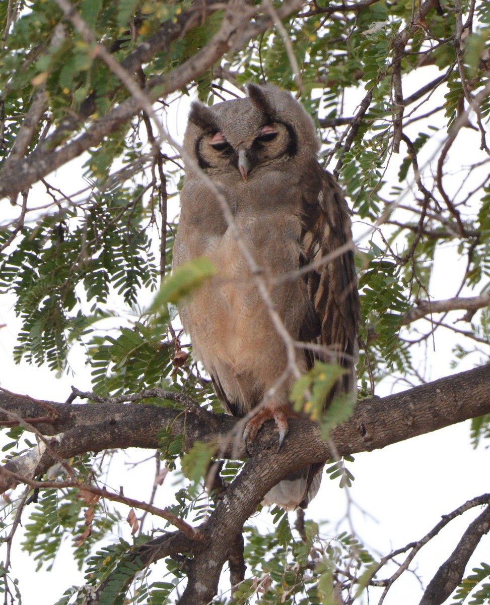 Verreaux's Eagle-Owl - Bertina K