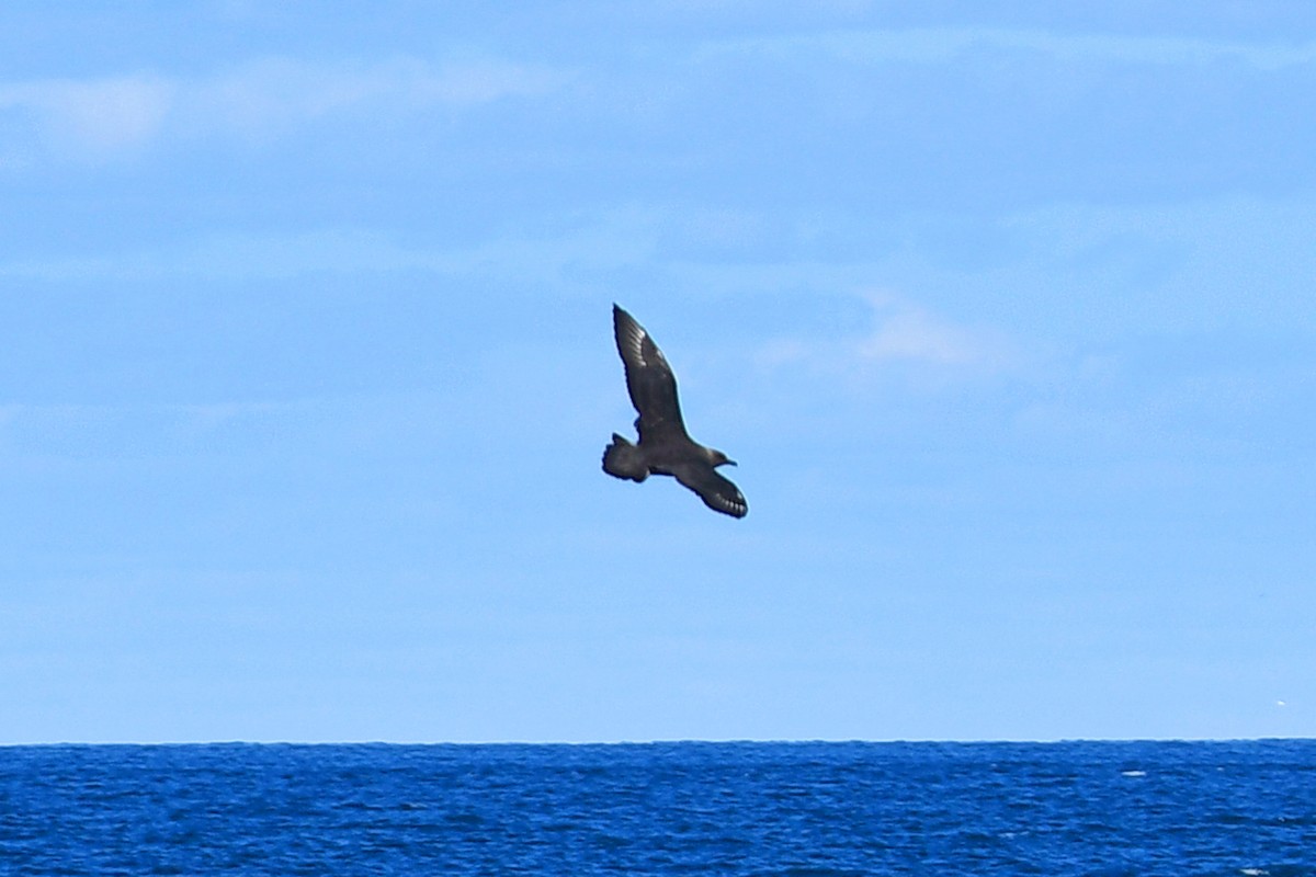 South Polar Skua - ML369690851