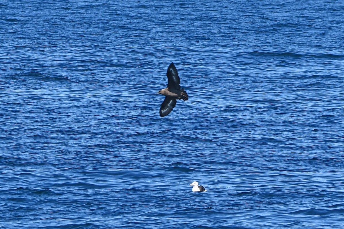 South Polar Skua - ML369690881