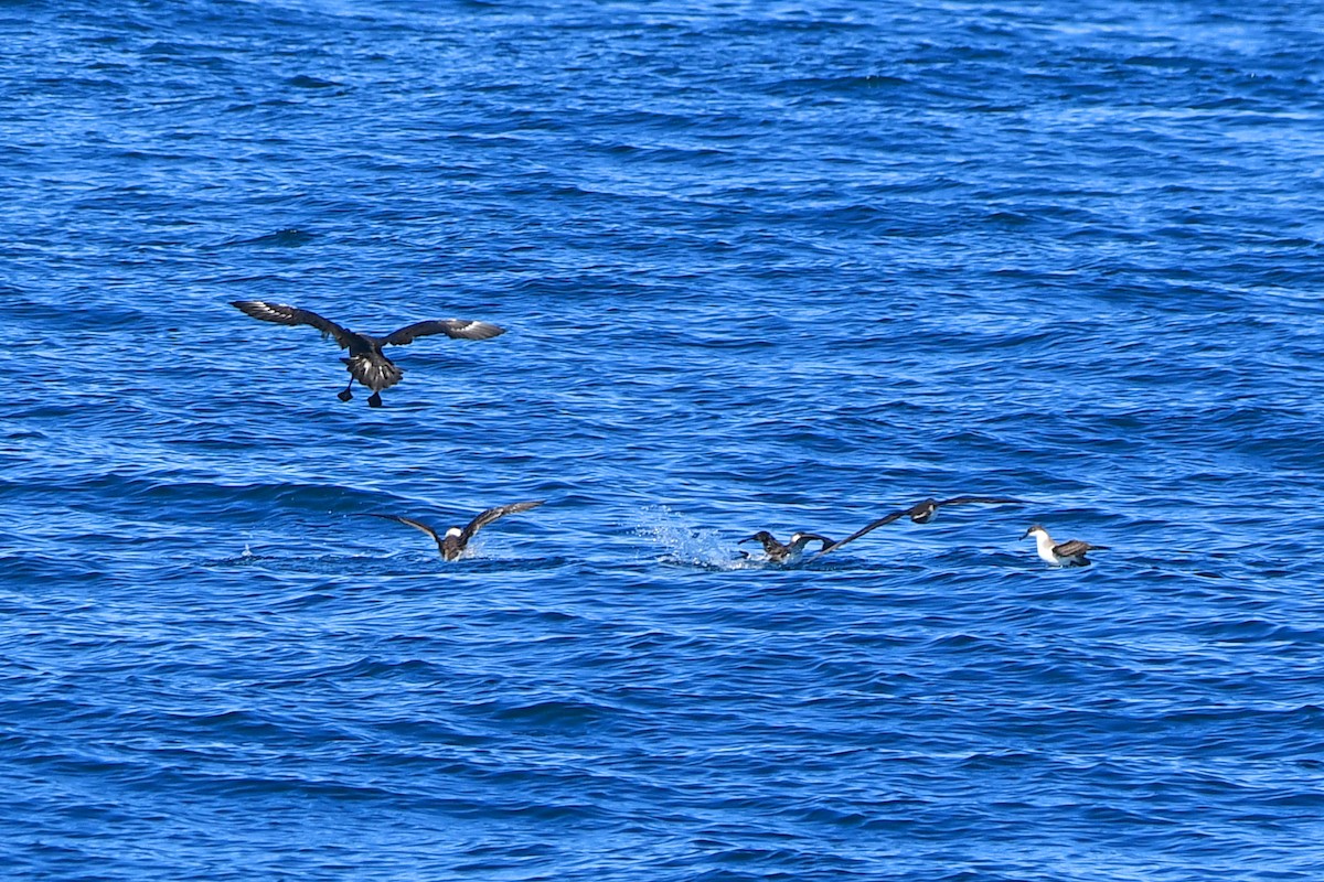 South Polar Skua - ML369690891