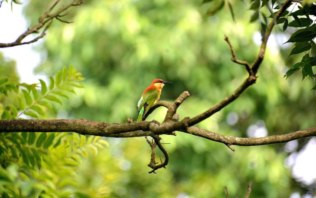 Chestnut-headed Bee-eater - Sipu Kumar
