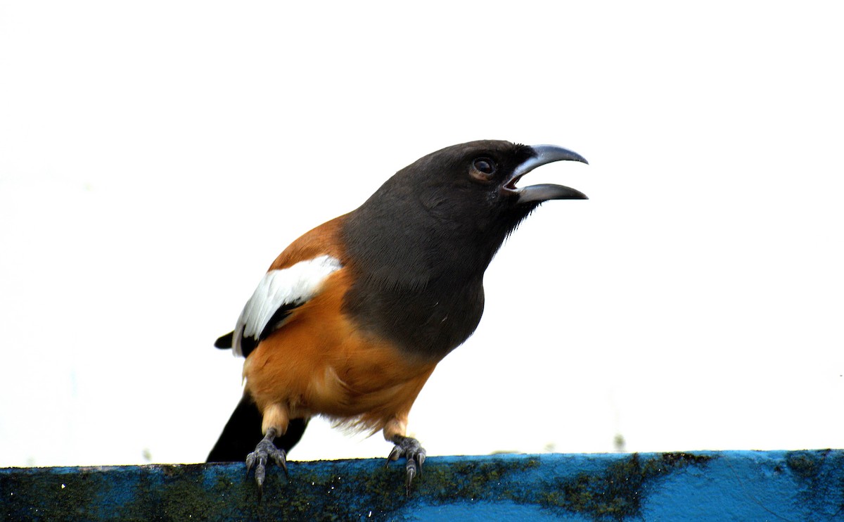 Rufous Treepie - Sipu Kumar