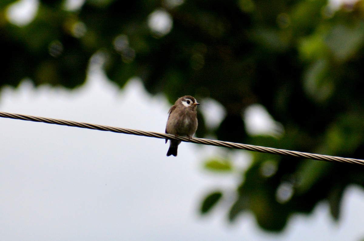 Dark-sided Flycatcher - Sipu Kumar