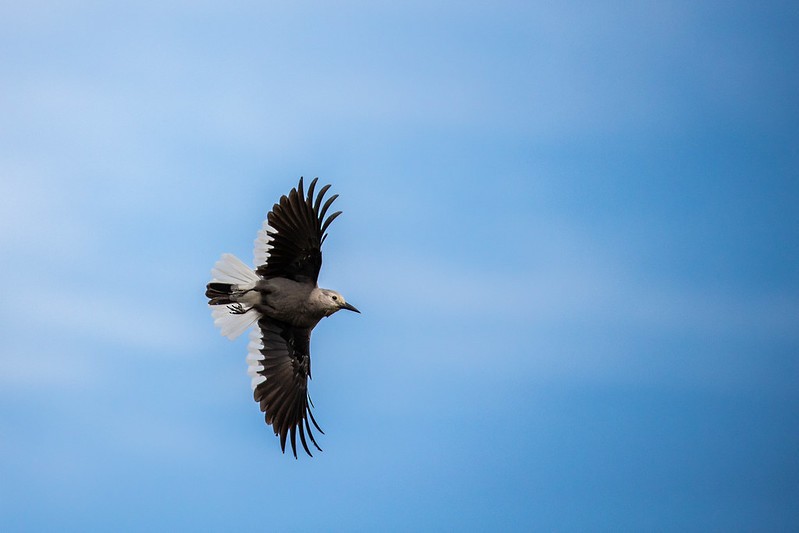 Clark's Nutcracker - ML369692671