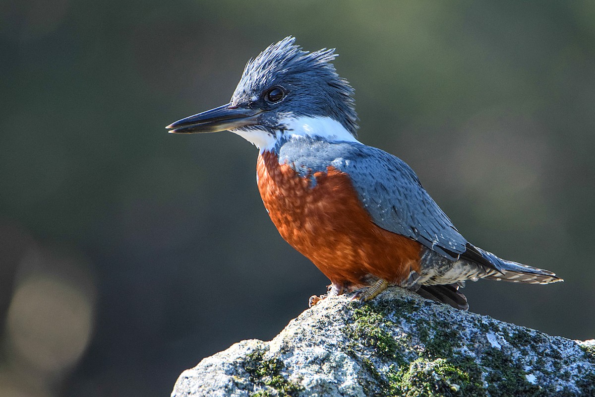 Ringed Kingfisher - ML369693251