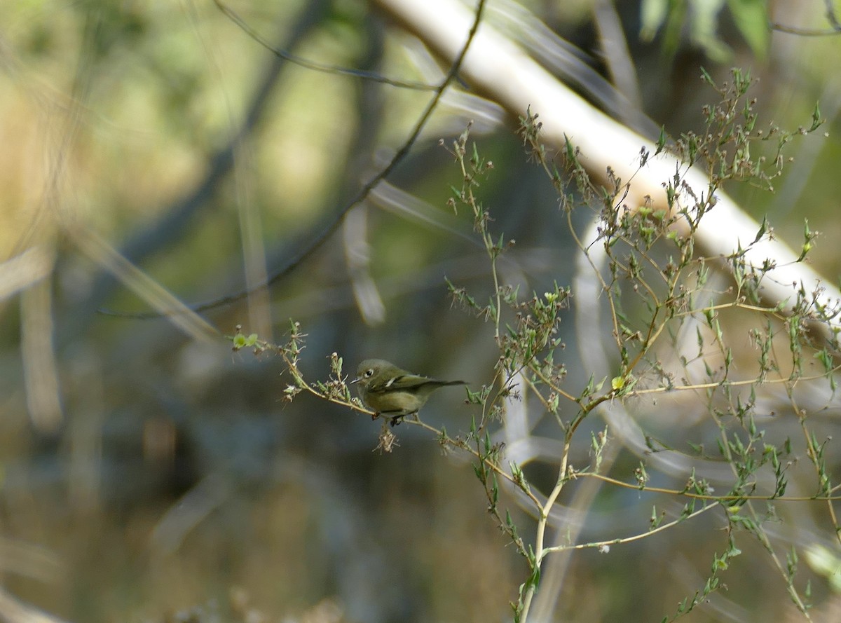 Ruby-crowned Kinglet - Kelly Ormesher