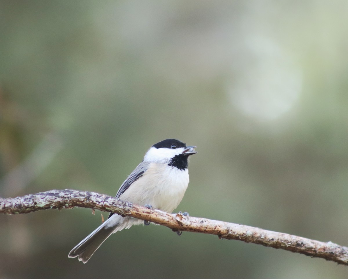 Carolina Chickadee - ML369694161