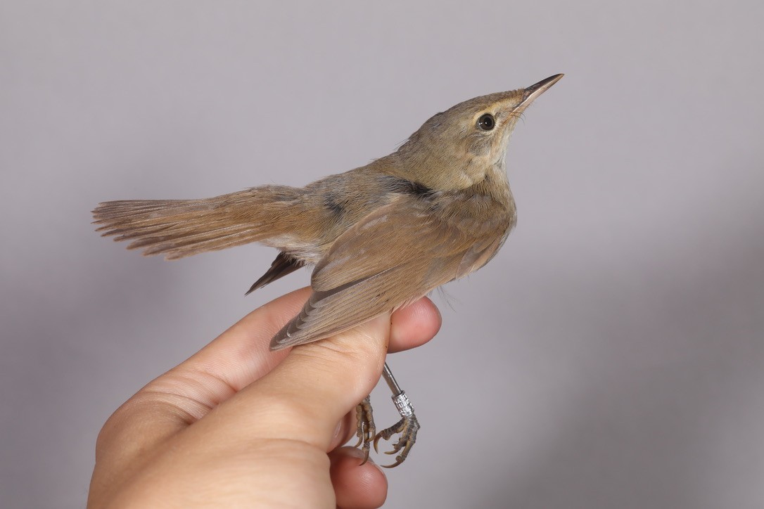 Blyth's Reed Warbler - ML369695411