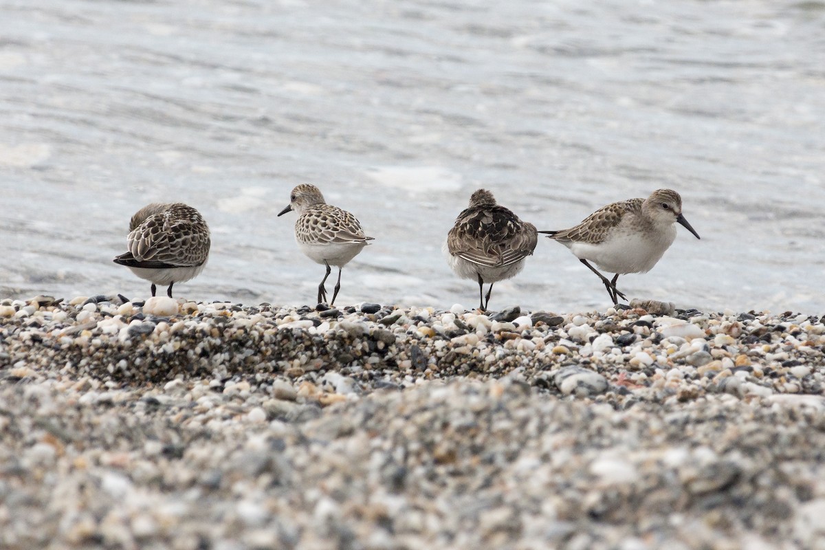 Semipalmated Sandpiper - Oswaldo Hernández Sánchez