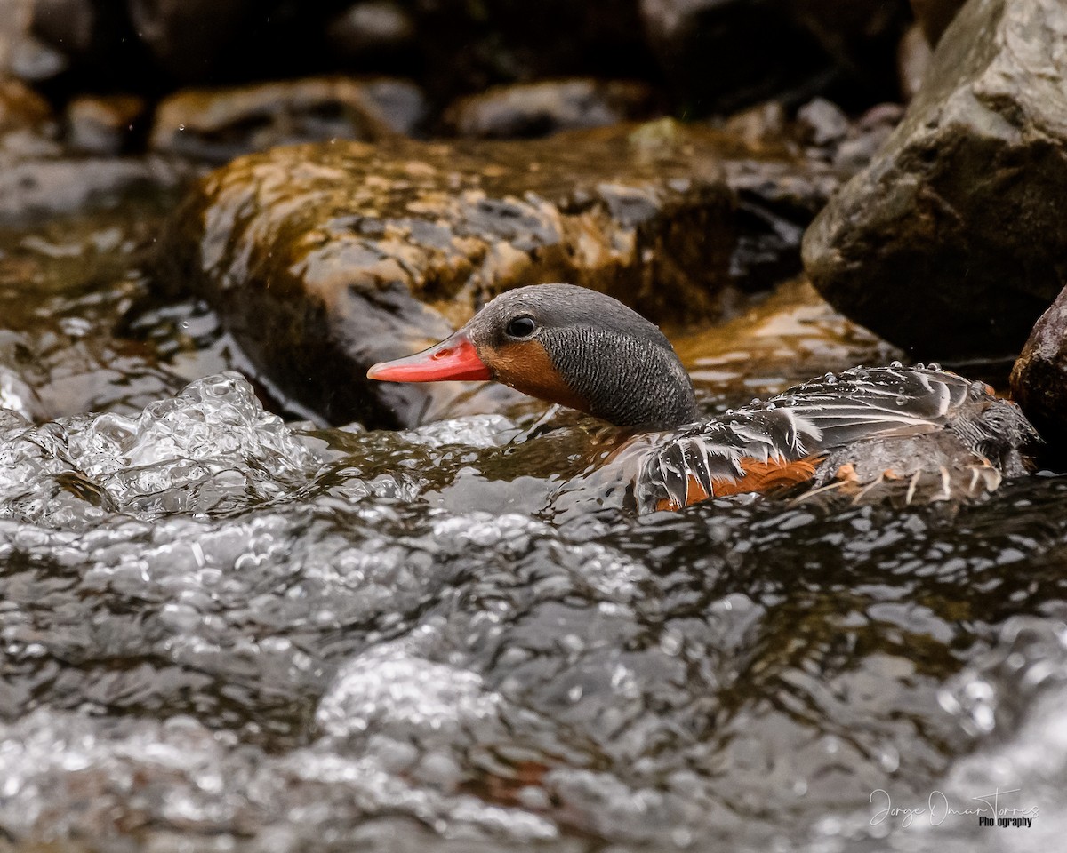 Torrent Duck - Jorge Omar Torres