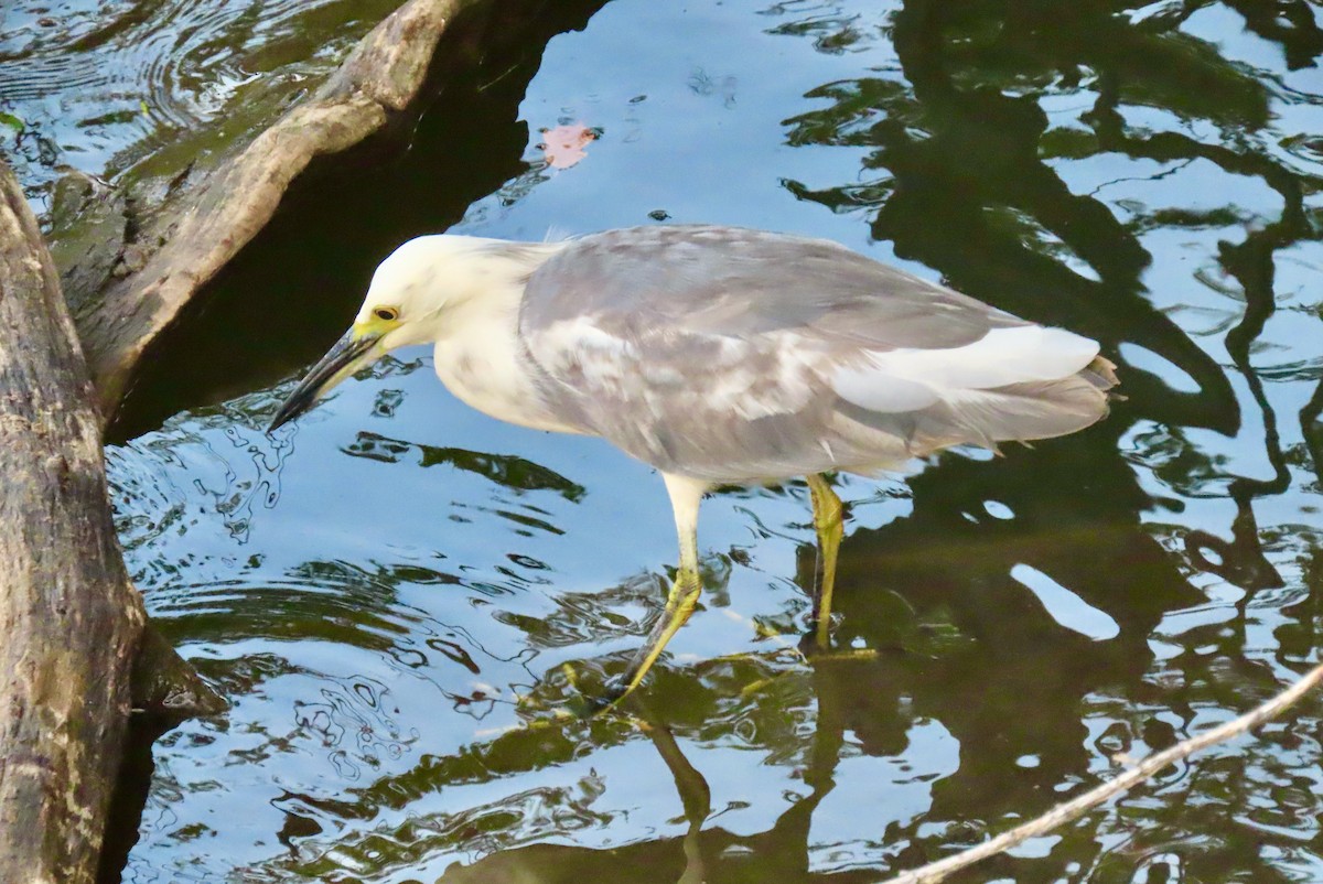 Little Blue Heron x Snowy Egret (hybrid) - ML369702331