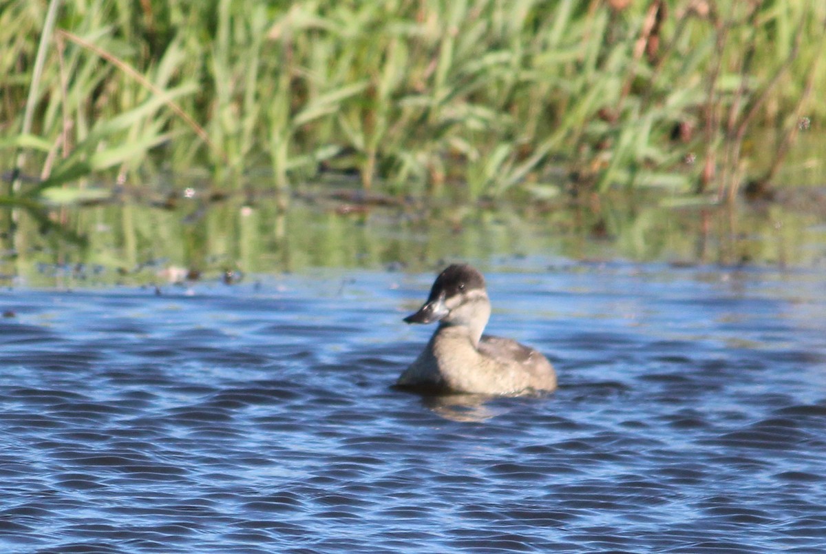 Ruddy Duck - ML36970401