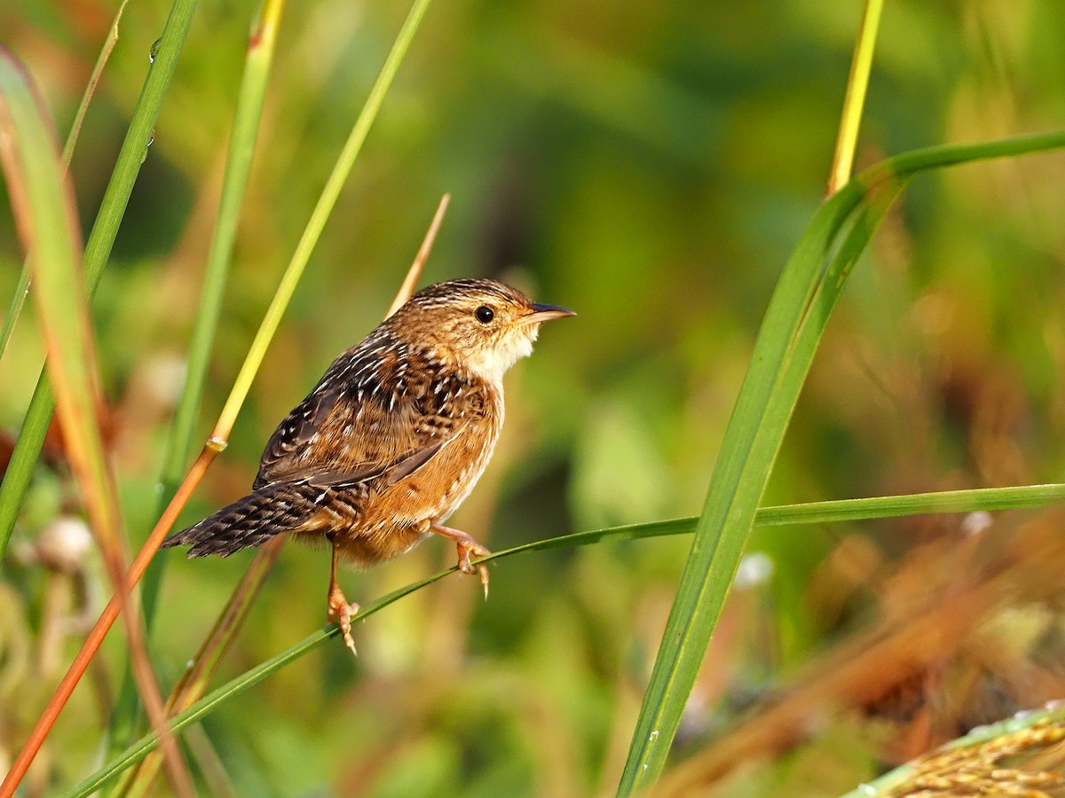 Sedge Wren - ML369704251