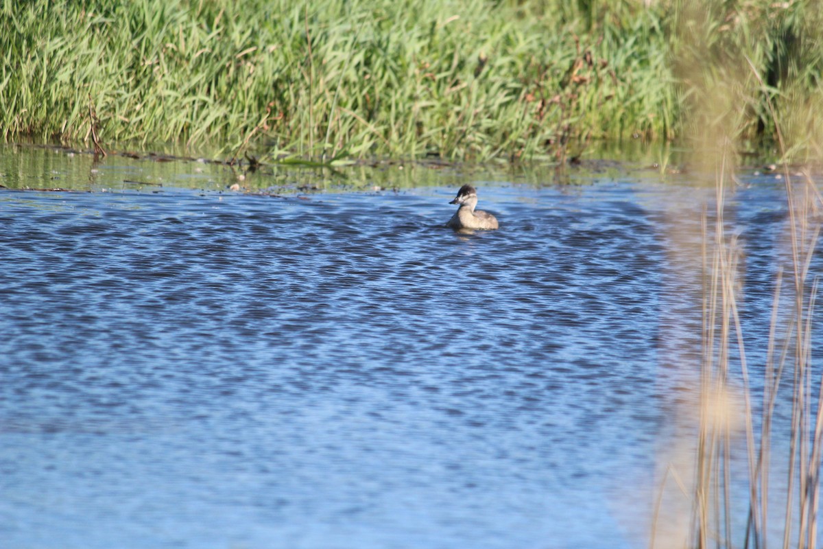 Ruddy Duck - Charlotte Croshaw