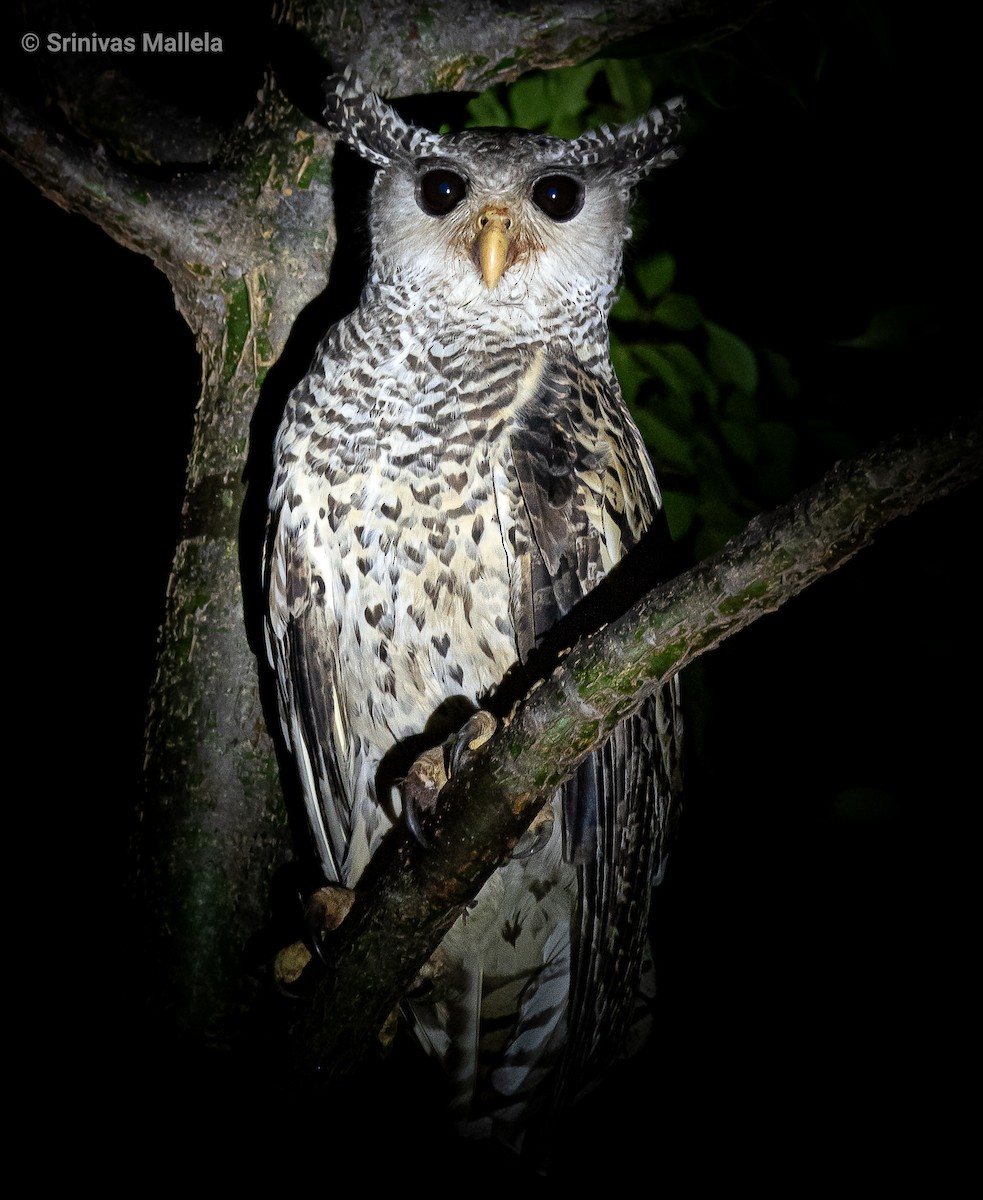 Spot-bellied Eagle-Owl - ML369705951