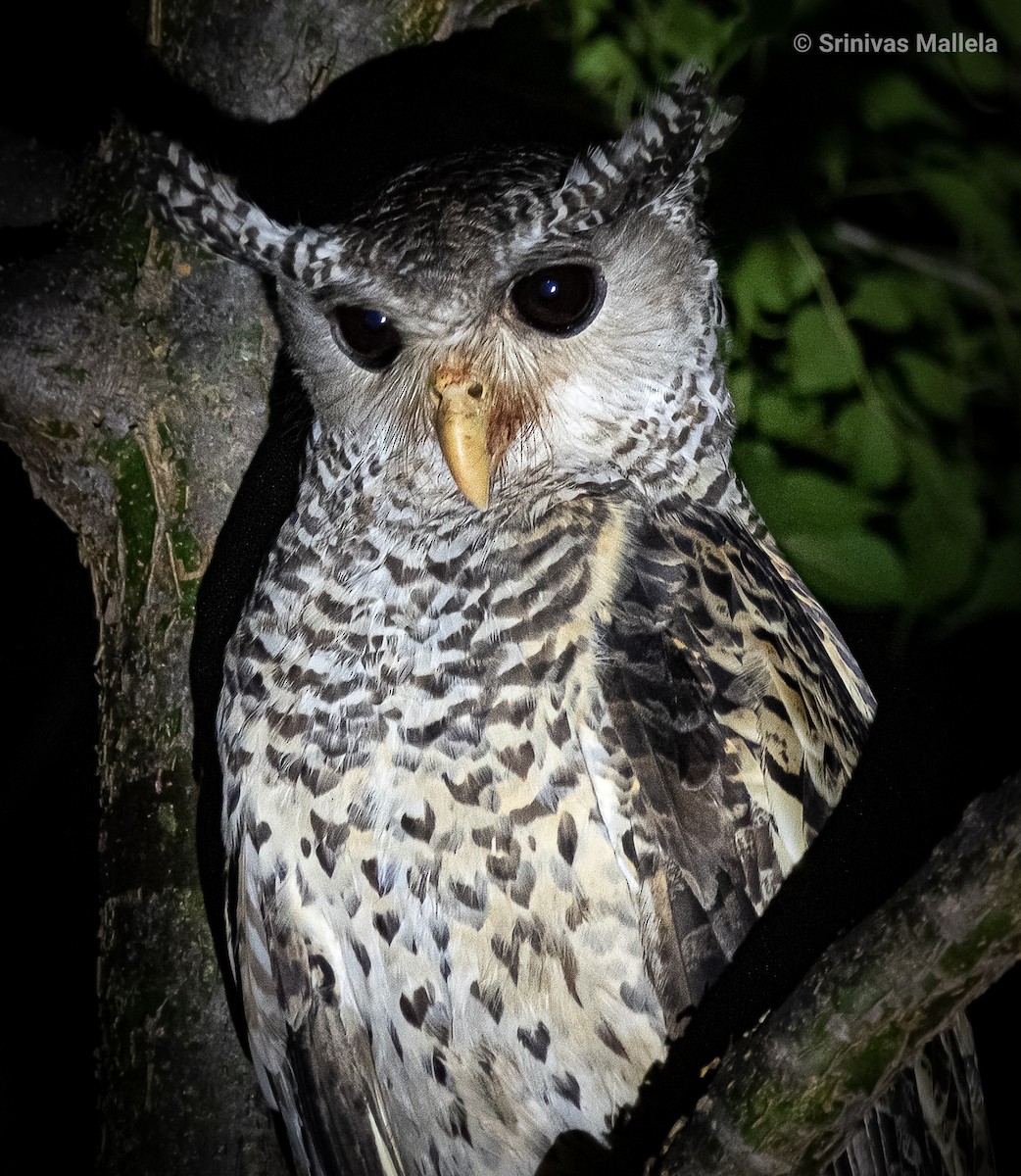 Spot-bellied Eagle-Owl - ML369706041