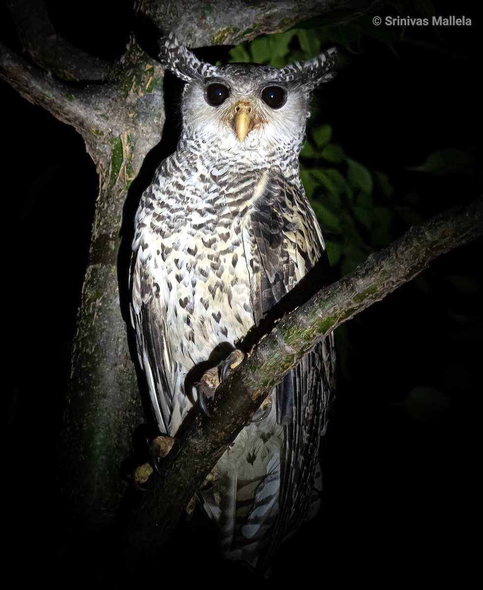 Spot-bellied Eagle-Owl - ML369706251