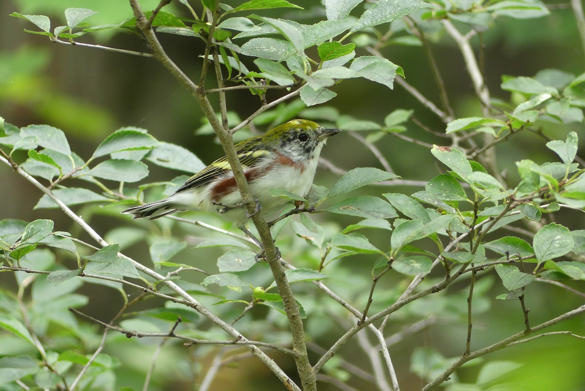 Chestnut-sided Warbler - ML369706371