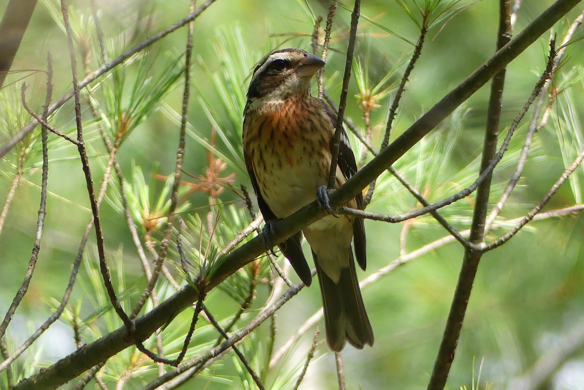 Rose-breasted Grosbeak - Lillian G