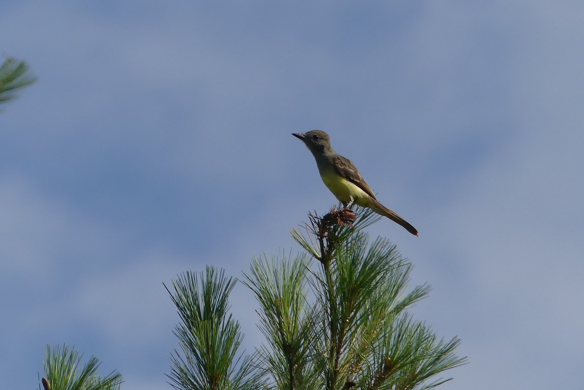 Great Crested Flycatcher - Lillian G