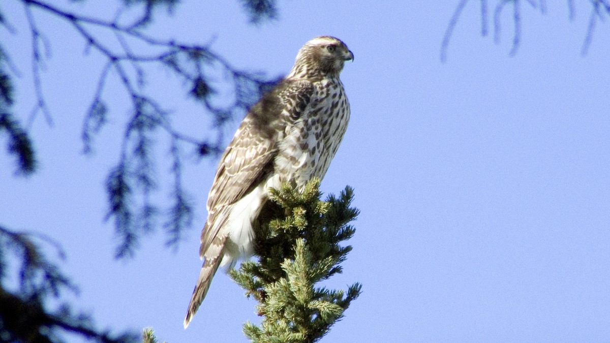 American Goshawk - ML36970671