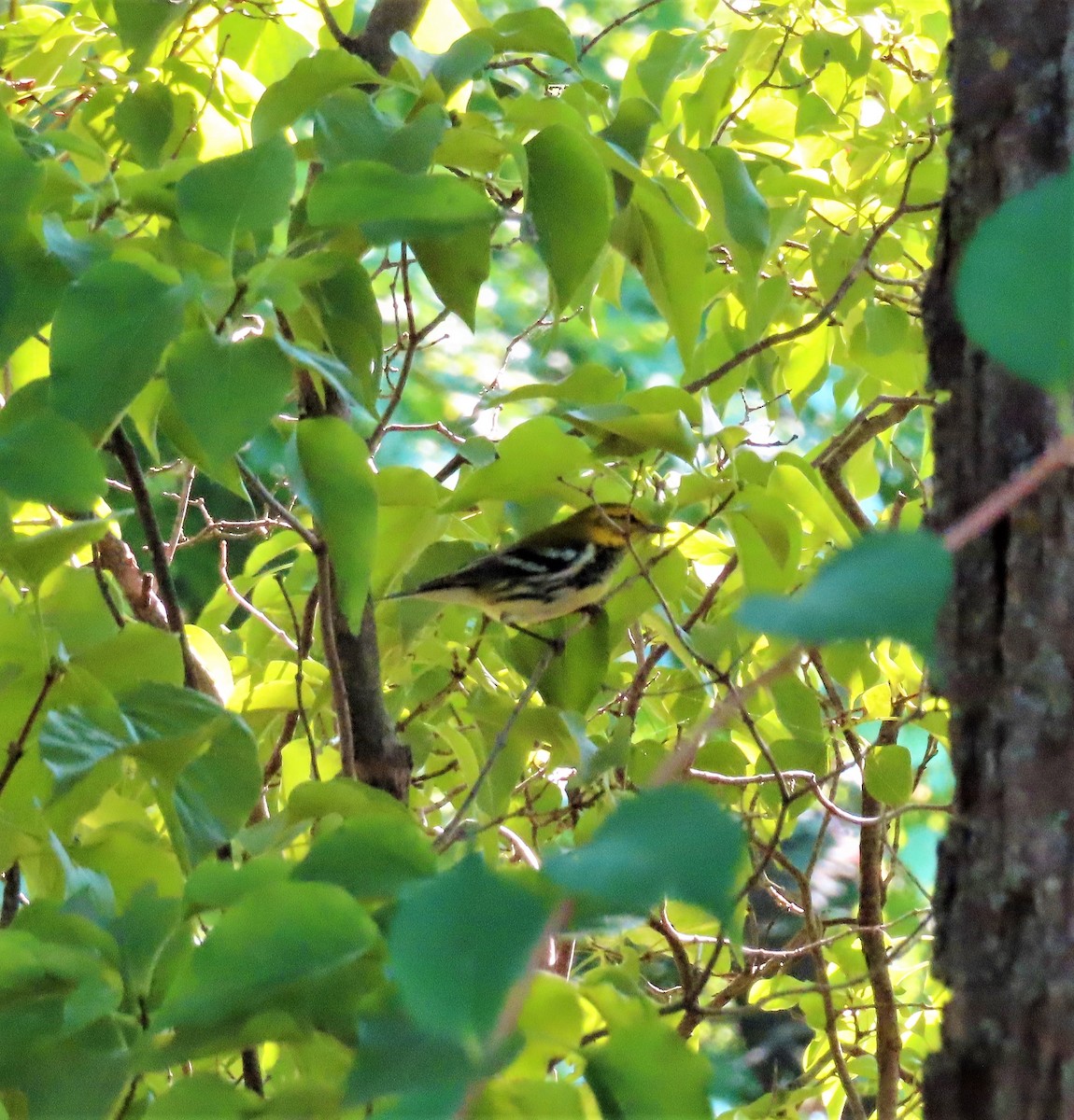 Black-throated Green Warbler - ML369707201