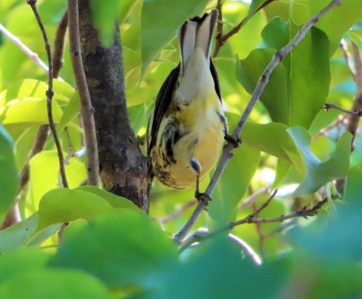 Black-throated Green Warbler - ML369707221