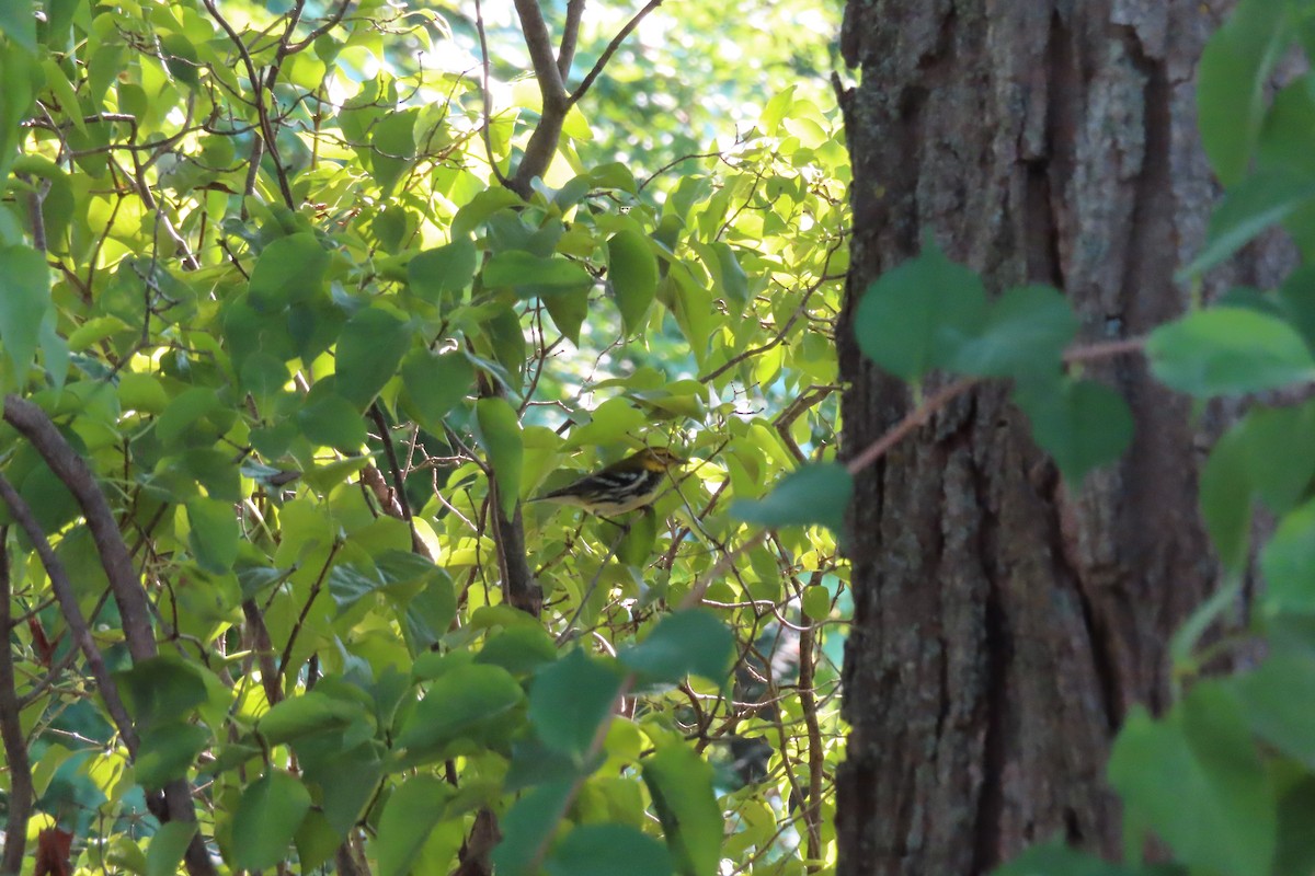 Black-throated Green Warbler - ML369707281