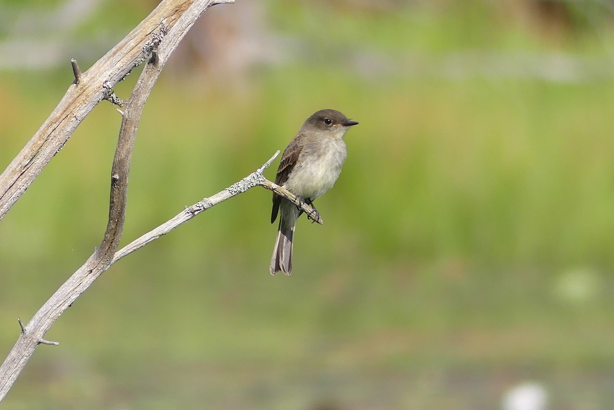 פיבי מזרחית - ML369708851