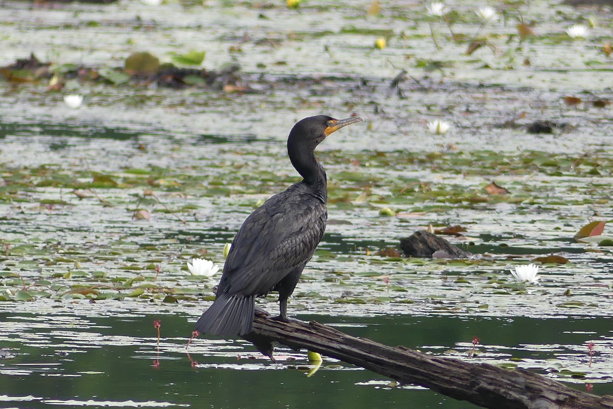 קורמורן אמריקני - ML369708881