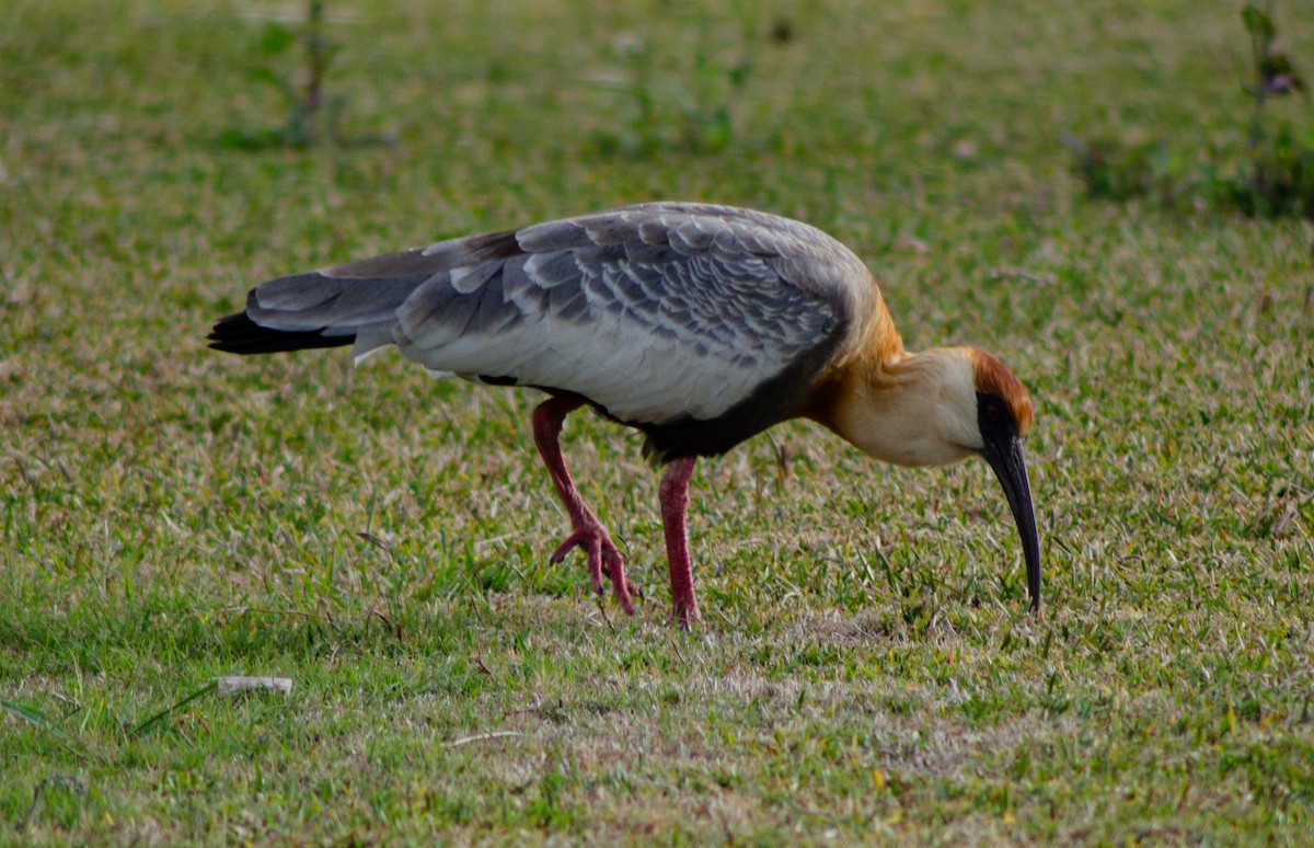 ibis bělokřídlý - ML369709081