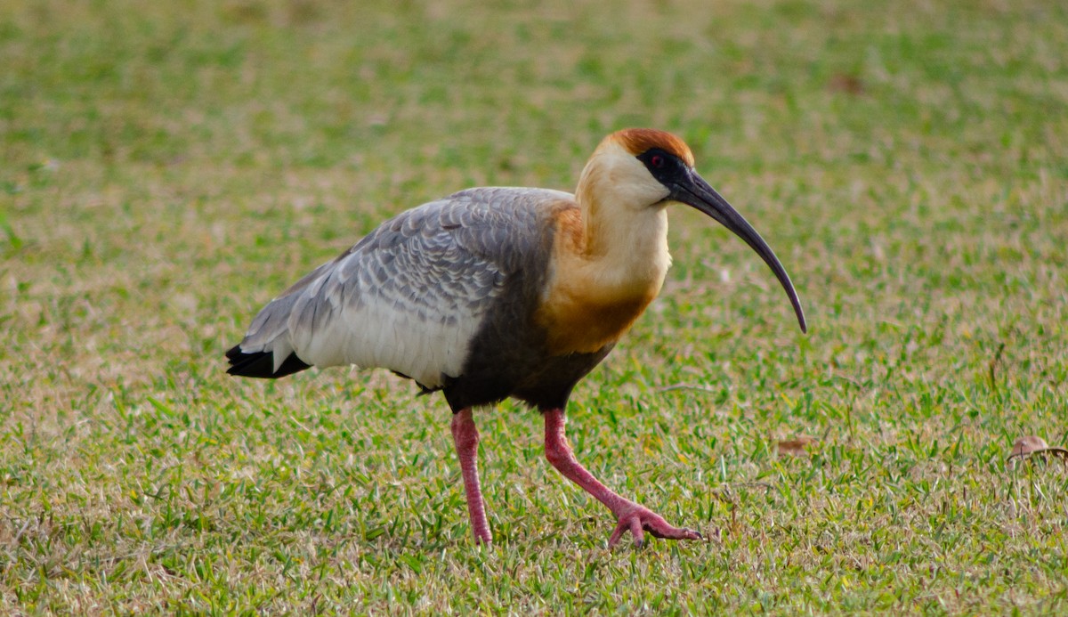 Buff-necked Ibis - ML369709121