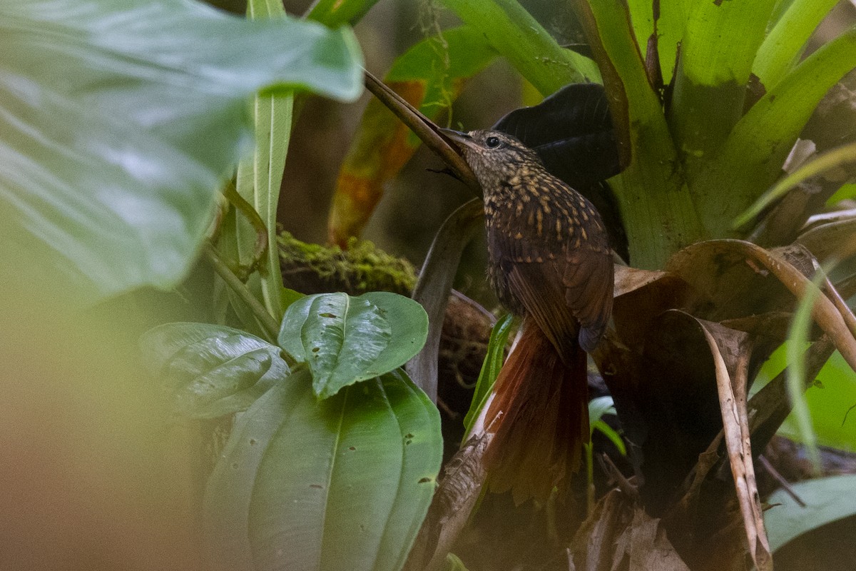 Rusty-winged Barbtail - ML369709671
