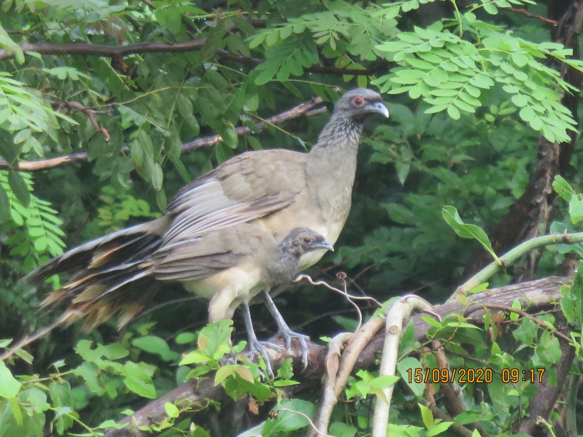 West Mexican Chachalaca - ML369712931