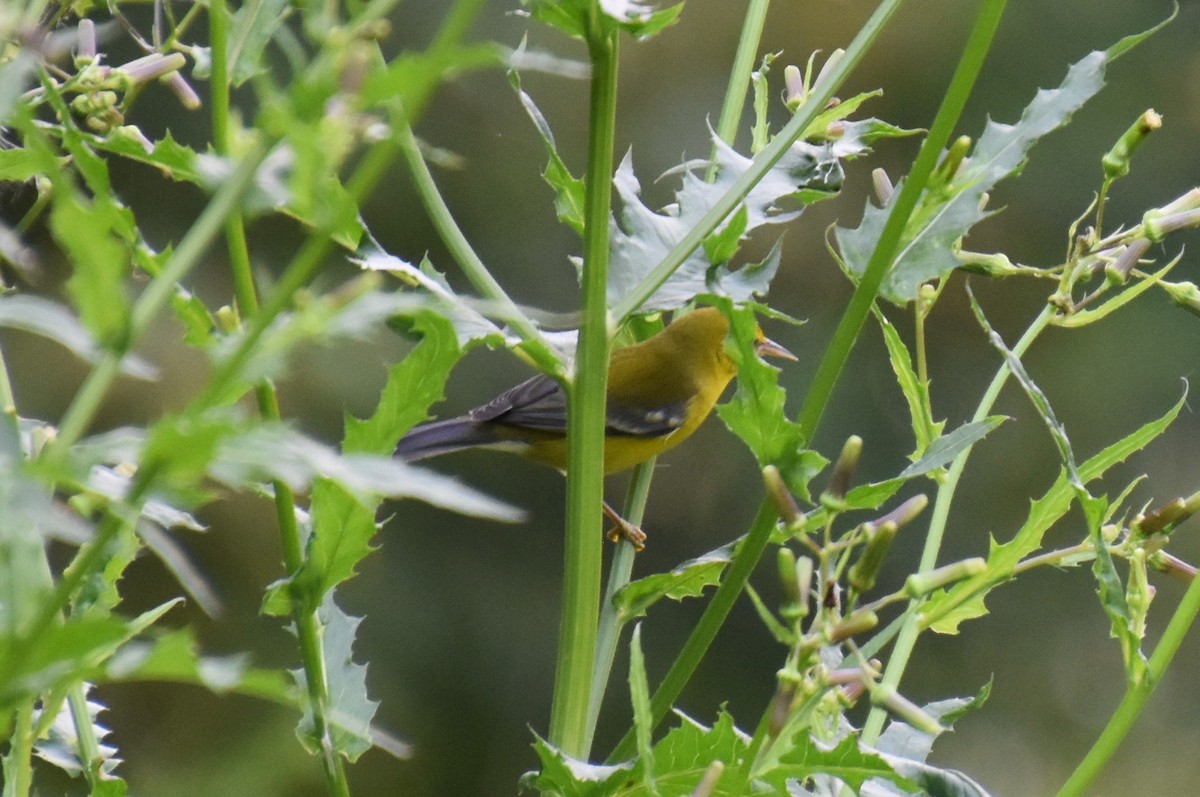 Blue-winged Warbler - Duncan  Fraser