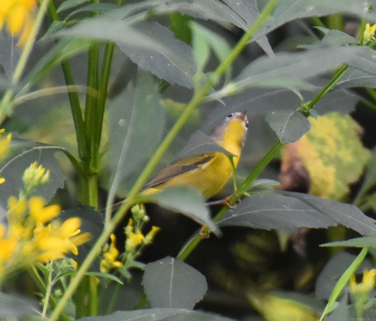 Nashville Warbler - Duncan  Fraser