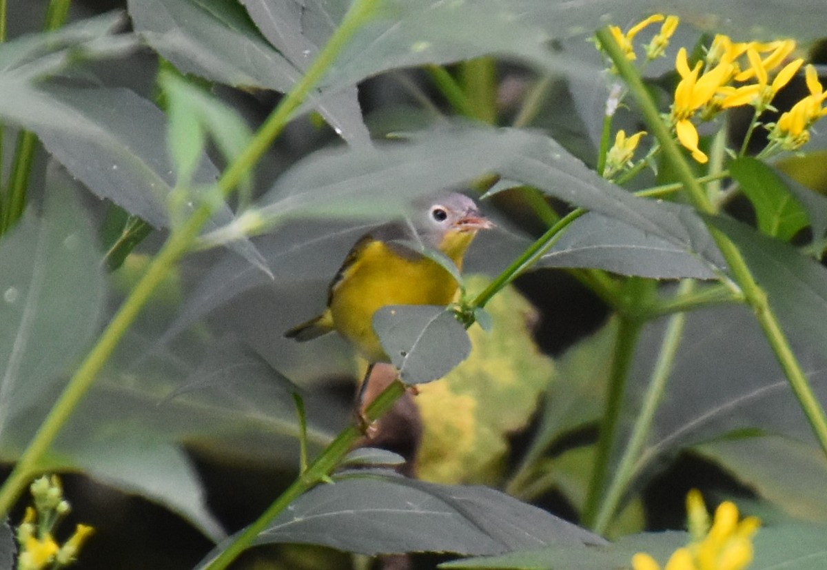 Nashville Warbler - Duncan  Fraser