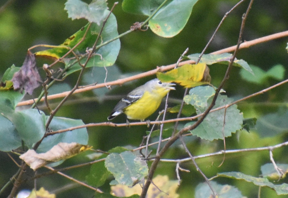 Magnolia Warbler - Duncan  Fraser