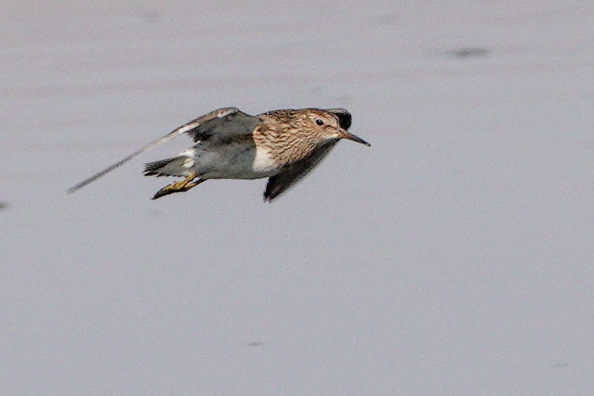 Pectoral Sandpiper - Mark & Lois Ports