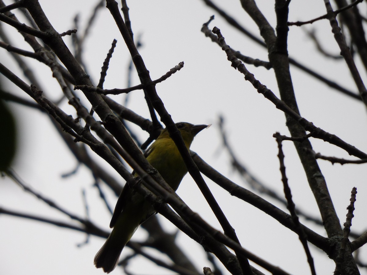 Scarlet Tanager - Luke Raso