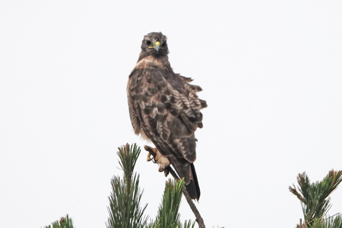 Red-tailed Hawk - ML369715061